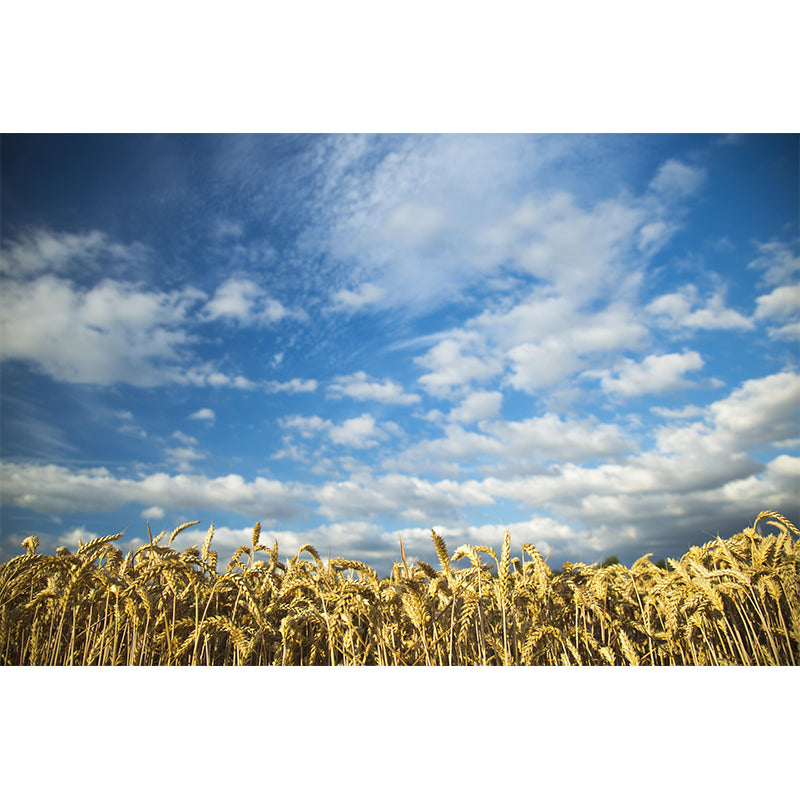 Sky Cloud Contemporary Style Sky Mural Mildew Resistant Wallpaper for Home Decor