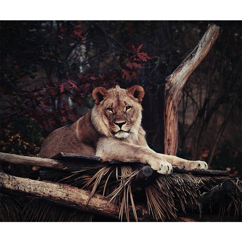 Lion Contemporary Wild Animal Wall Mural Mildew Resistant Wallpaper for Bedroom