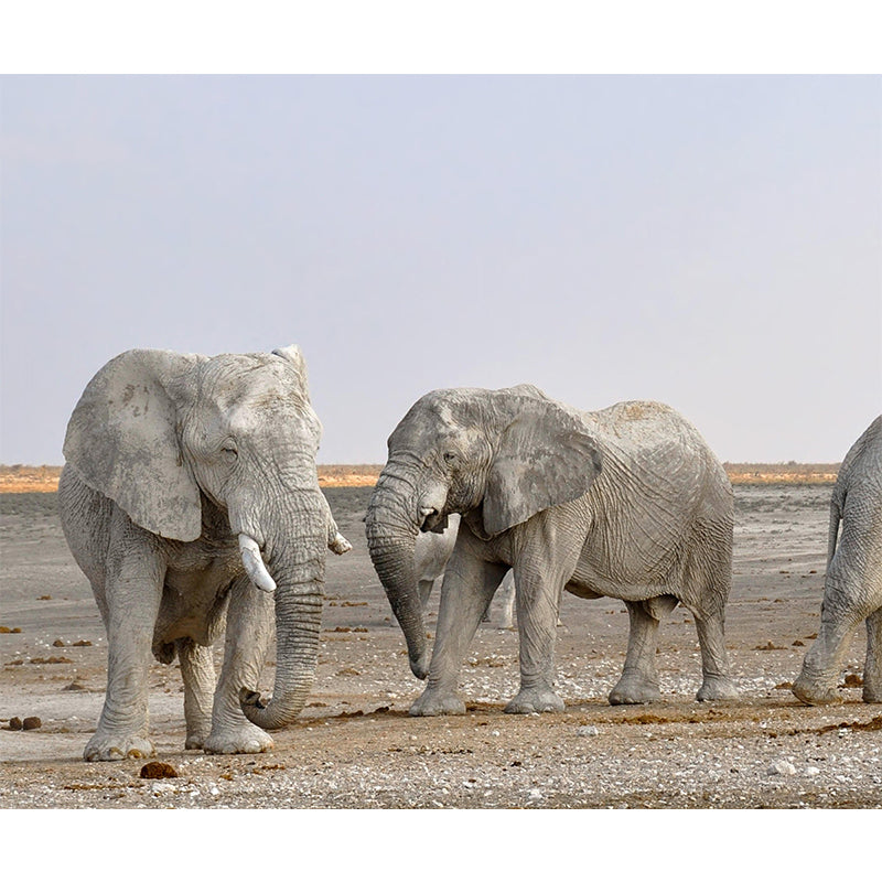 Zebra Customized Wild Animal Wall Mural Mildew Resistant Wallpaper for Room