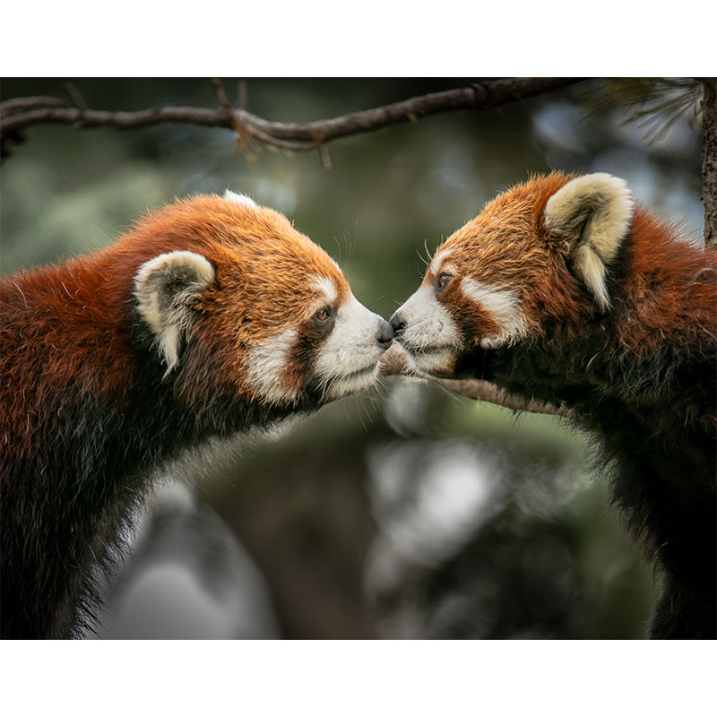 Vivid Wild Animal Mural Mildew Resistant Contemporary Wallpaper for Wall Decor