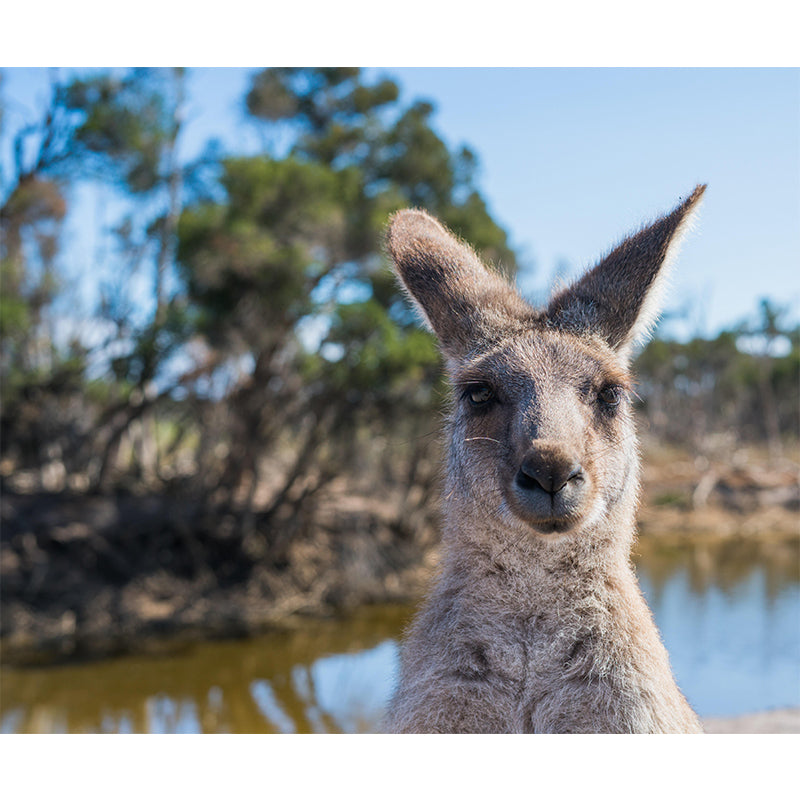 Wild Animal Wall Mural Contemporary Mildew Resistant Wallpaper for Home