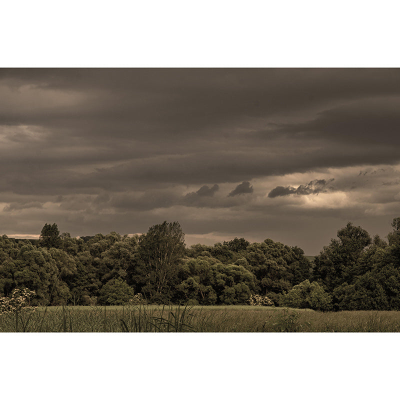 Mildew Resistant Forest Mural Contemporary Sitting Room Wall Mural