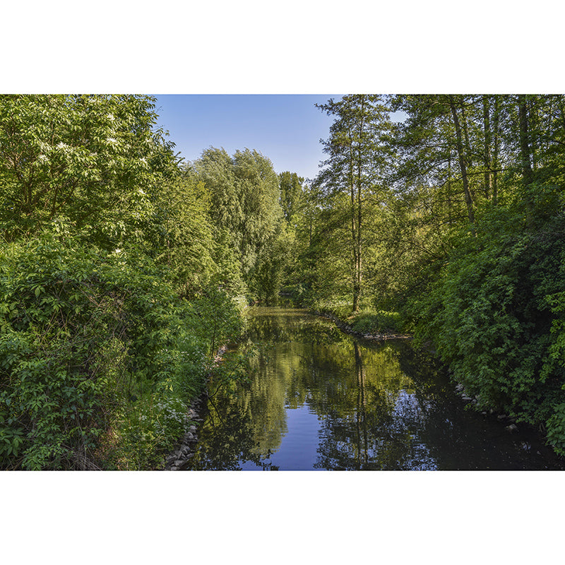 Natural Scene Mildew Resistant Forest Mural Contemporary Photography Room Wall Mural