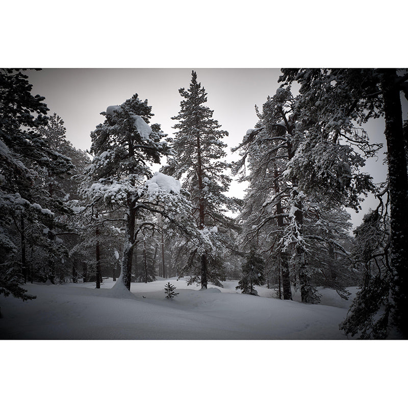 Contemporary Photography Eco-friendly Forest Mural Living Room Wall Mural