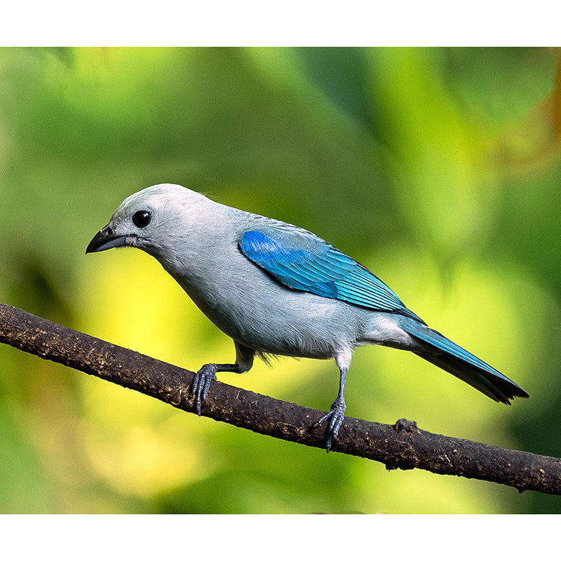 Bird Mildew Resistant Wild Animal Mural Contemporary Photography Bedroom Wall Mural