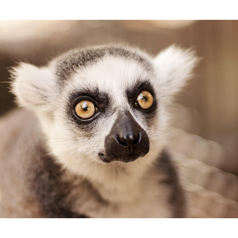 Environmental Wild Animal Mural Contemporary Photography Room Wall Mural