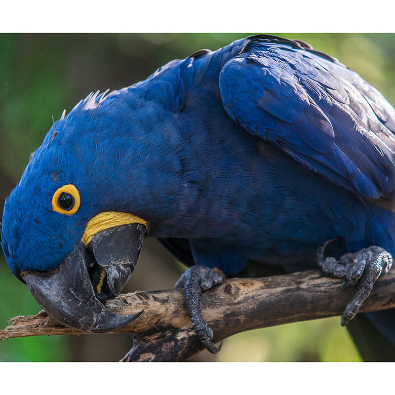 3D Wild Animal Mildew Resistant Mural Contemporary Photography Living Room Wall Mural