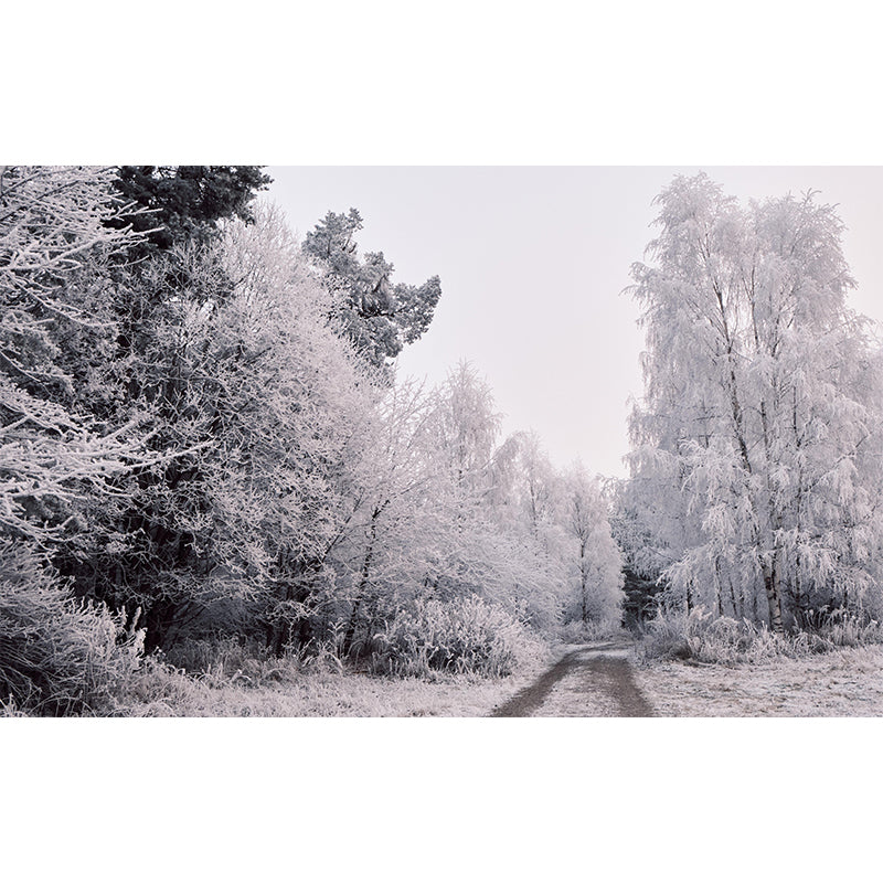 Photography Forest Landscapes Mural Eco-friendly Wallpaper for Room