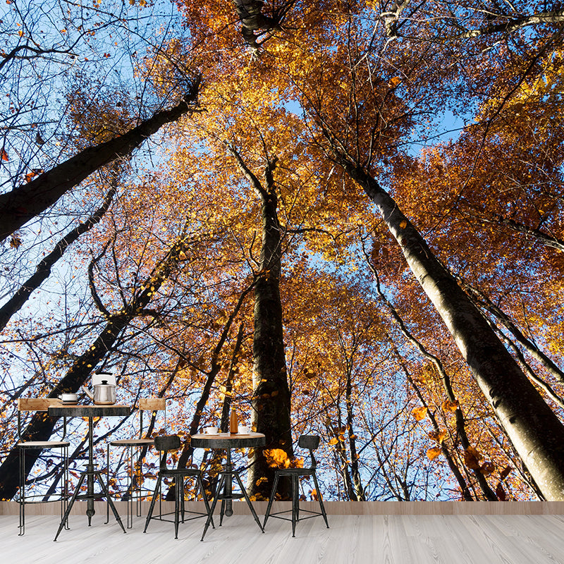 Horizontal Photography Forest Landscapes Mural Eco-friendly Wallpaper for Home Decor