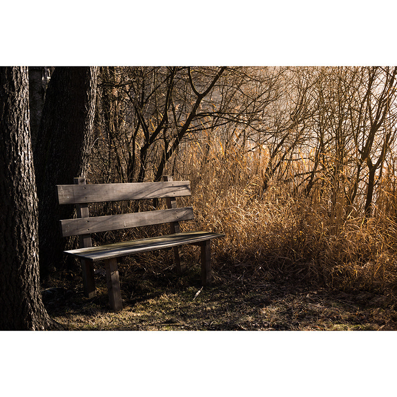 Beautiful Photography Mural Wallpaper Forest Indoor Wall Mural