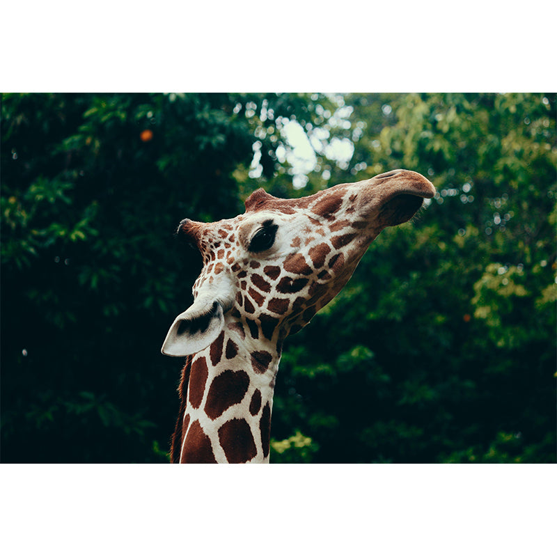 Giraffe Print Mildew Resistant Wall Mural Wild Animal Wallpaper Wall Murals for Home