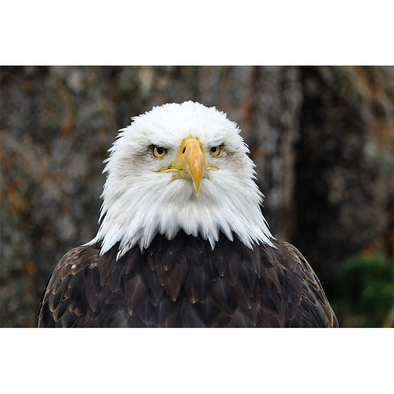 Deer Print Mildew Resistant Wall Mural Wild Animal Wallpaper Interior Wall Mural