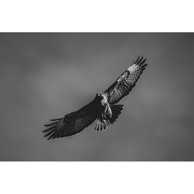 Parrot Print Mildew Resistant Wall Mural Wild Animal Wallpaper Sleeping Room Wall Mural