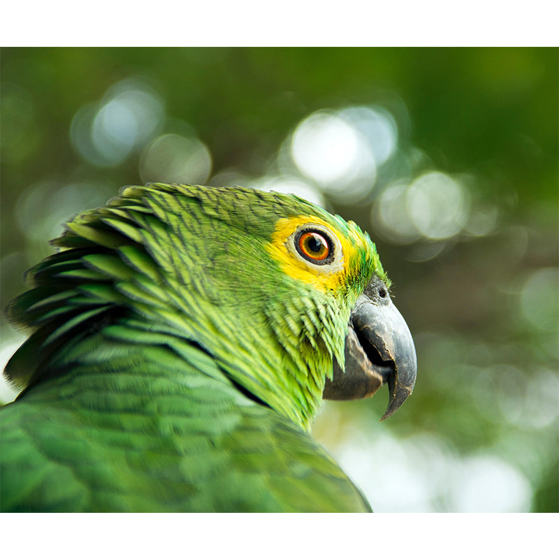 Vivd Wild Animal Mildew Resistant Wall Mural Wallpaper Study Room Wall Mural