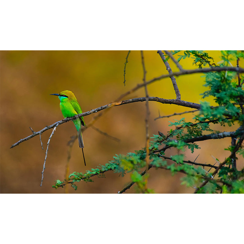 Wild Animal Print Mildew Resistant Wall Mural Wallpaper Bedroom Wall Mural