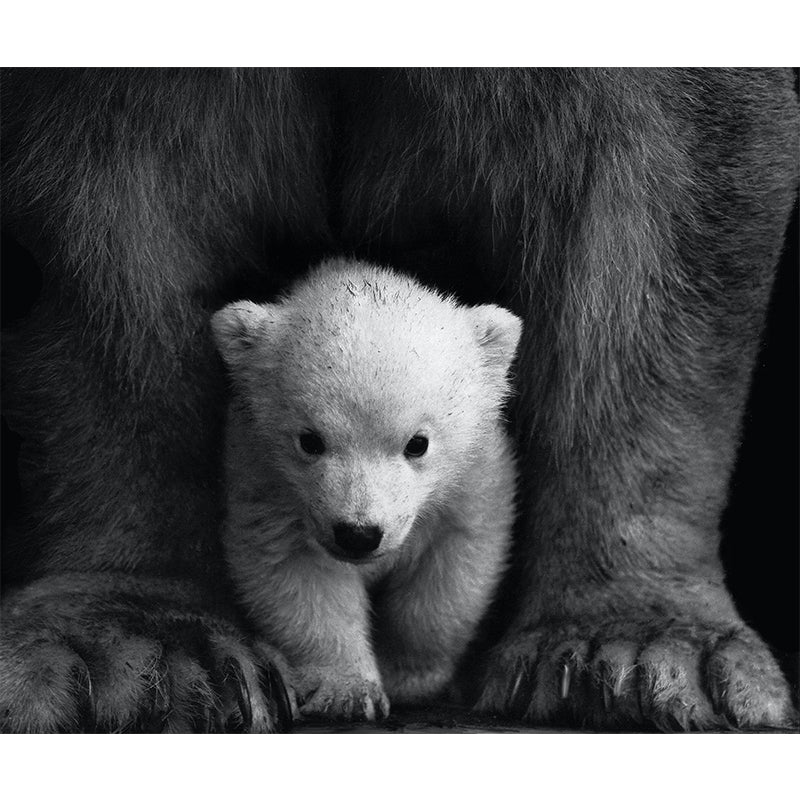 Bird Print Mildew Resistant Wall Mural Wild Animal Wallpaper Room Wall Mural