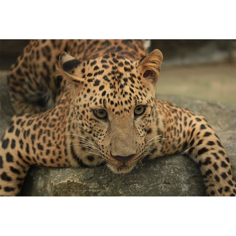 Leopard Mildew Resistant Wall Mural Wild Animal Wallpaper Living Room Wall Mural