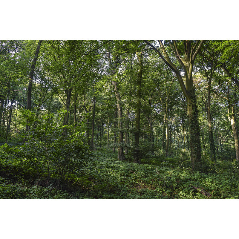 Mountain Forest Style Forest Wall Mural Wallpaper Photography Mildew Resistant for Bedroom