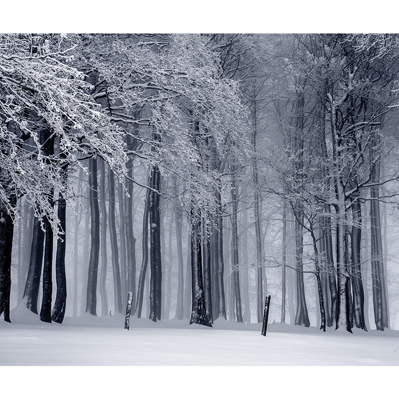 Sky Scene Style Forest Wall Mural Wallpaper Photography Mildew Resistant for Living Room