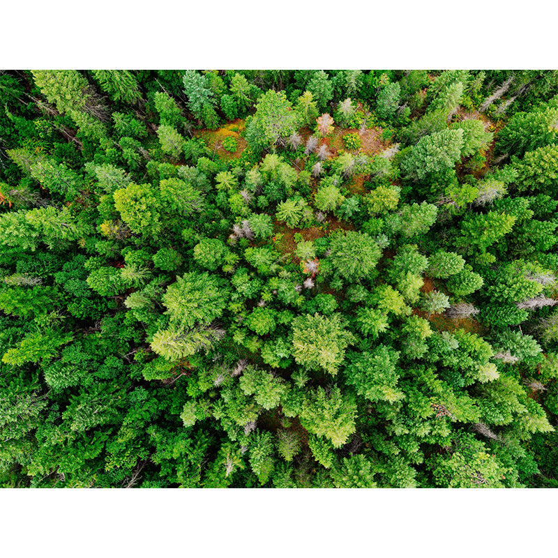 Modern Style Forest Wall Mural Wallpaper Photography Mildew Resistant Wall Covering