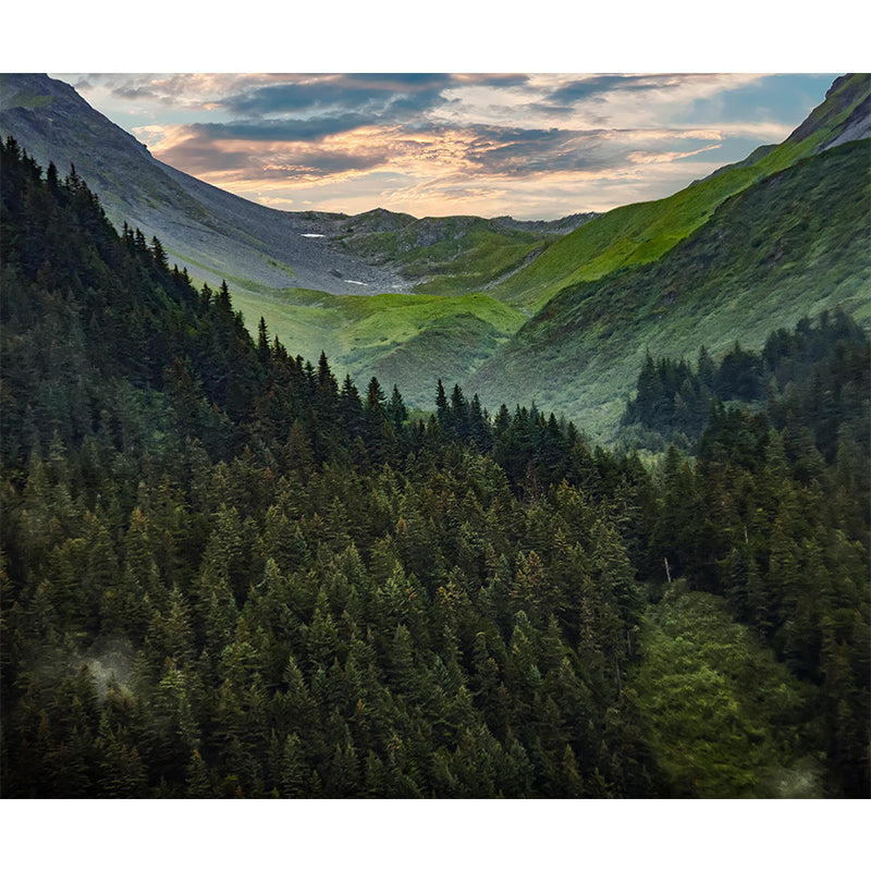 Forest Scene Style Nature 3D Wall Mural Wallpaper Photography Mildew Resistant Wall Art