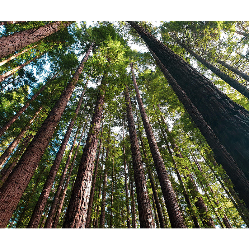 Vivid Scene Style Forest Wall Mural Wallpaper Photography Mildew Resistant for Decoration