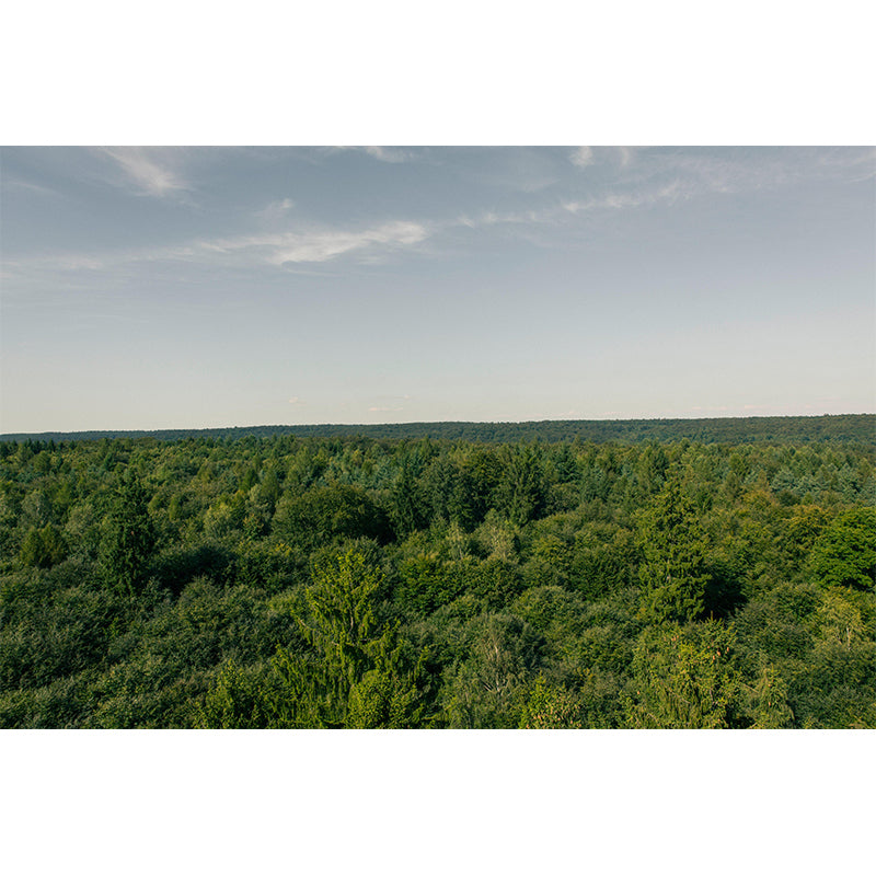 Modern Style Forest Wall Mural Wallpaper Photography Mildew Resistant for Wall Decor