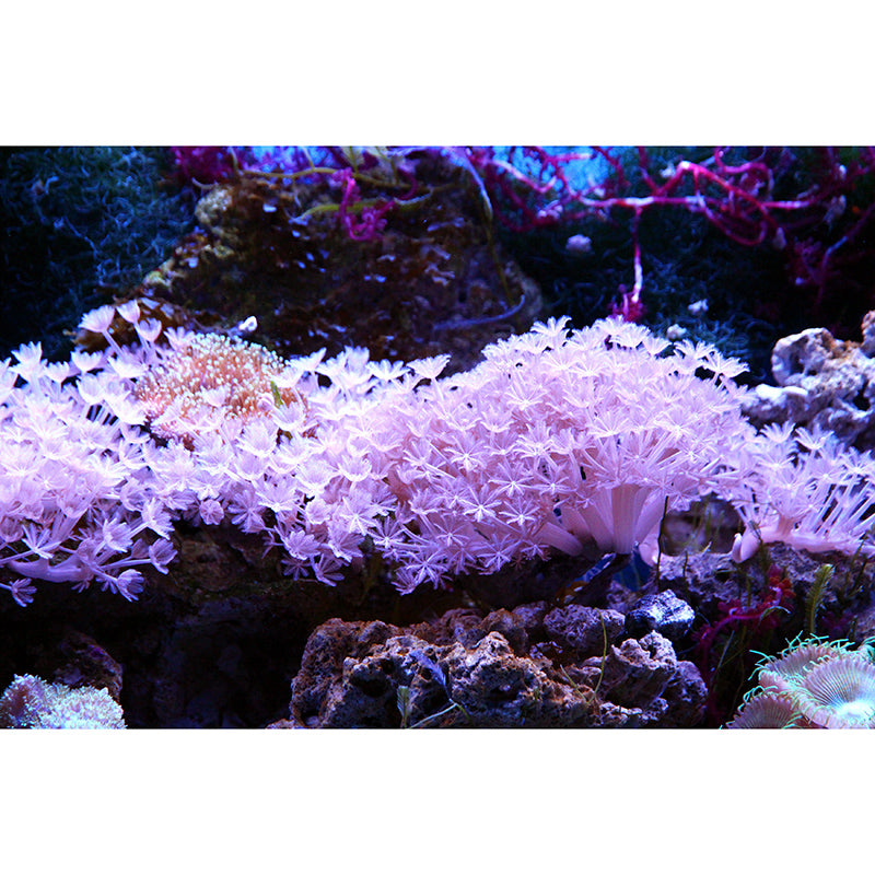 Decorative Photography Mural Wallpaper Marine Life Indoor Wall Mural