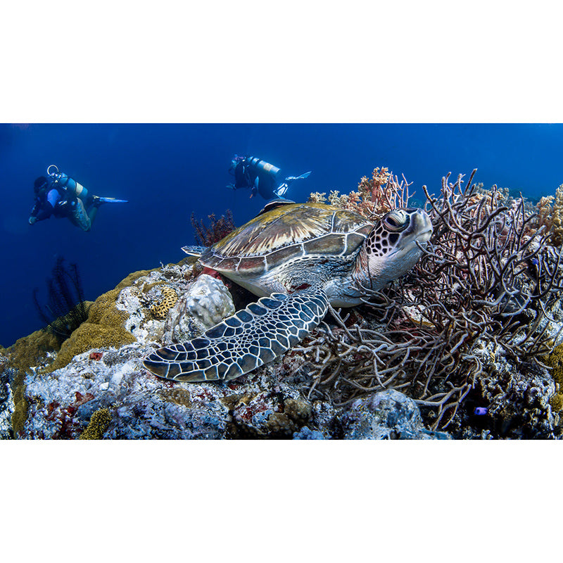 Photography Wall Mural Wallpaper Underwater World Sitting Room Wall Mural