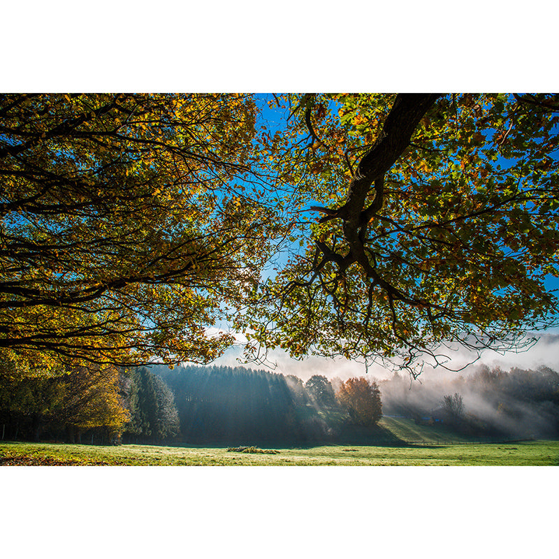 Modern Photography Mural Wallpaper Forest Living Room Wall Mural