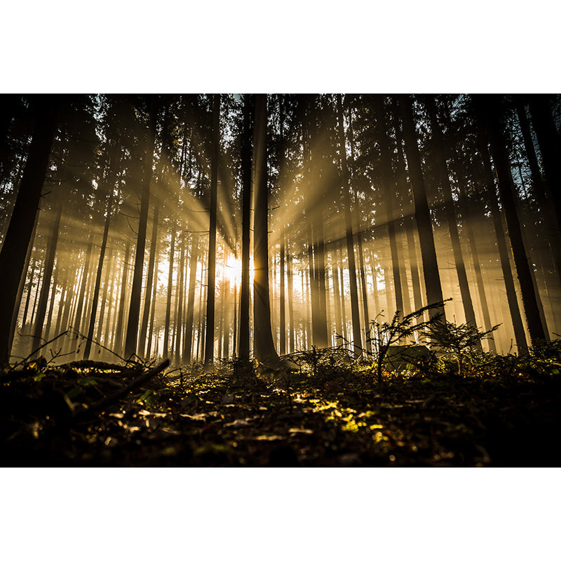 Modern Style Mural Wallpaper Forest Photography Indoor Wall Mural