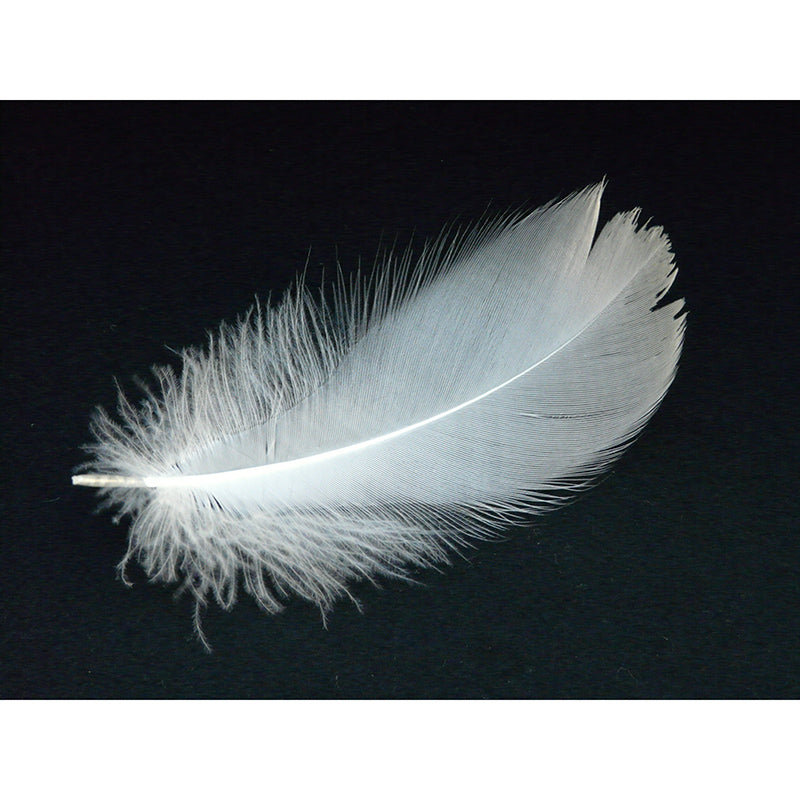 Photography Wall Mural Wallpaper Feather Sitting Room Wall Mural