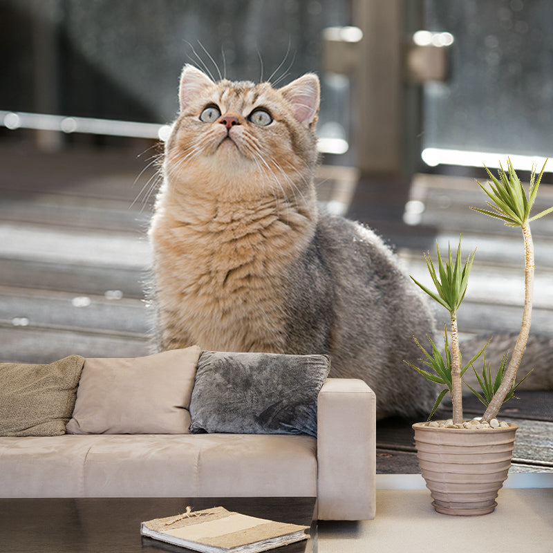 Photography Stain Resistant Wallpaper Cats Living Room Wall Mural