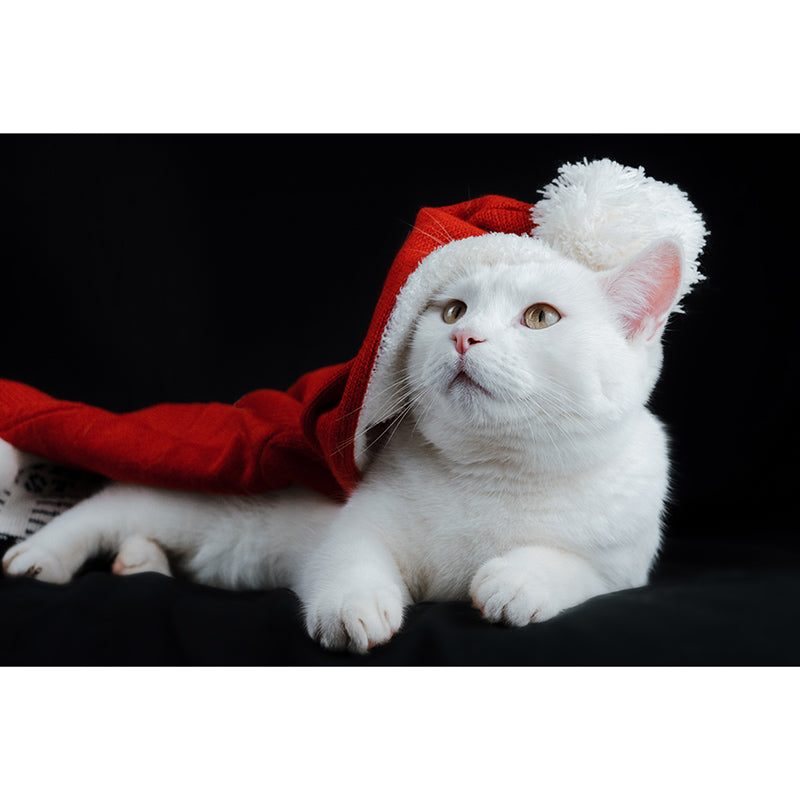 Photography Stain Resistant Wallpaper Cats Living Room Wall Mural