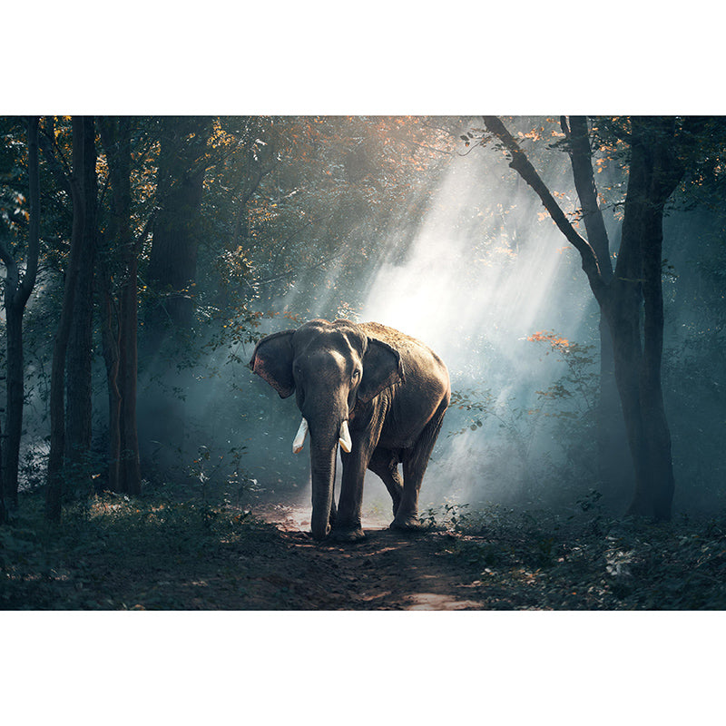 Environmental Wall Mural Wallpaper Elephants Sitting Room Wall Mural