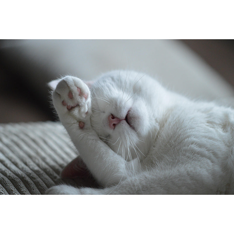 Washable Stain Resistant Wall Mural Wallpaper Pets Sitting Room Wall Mural