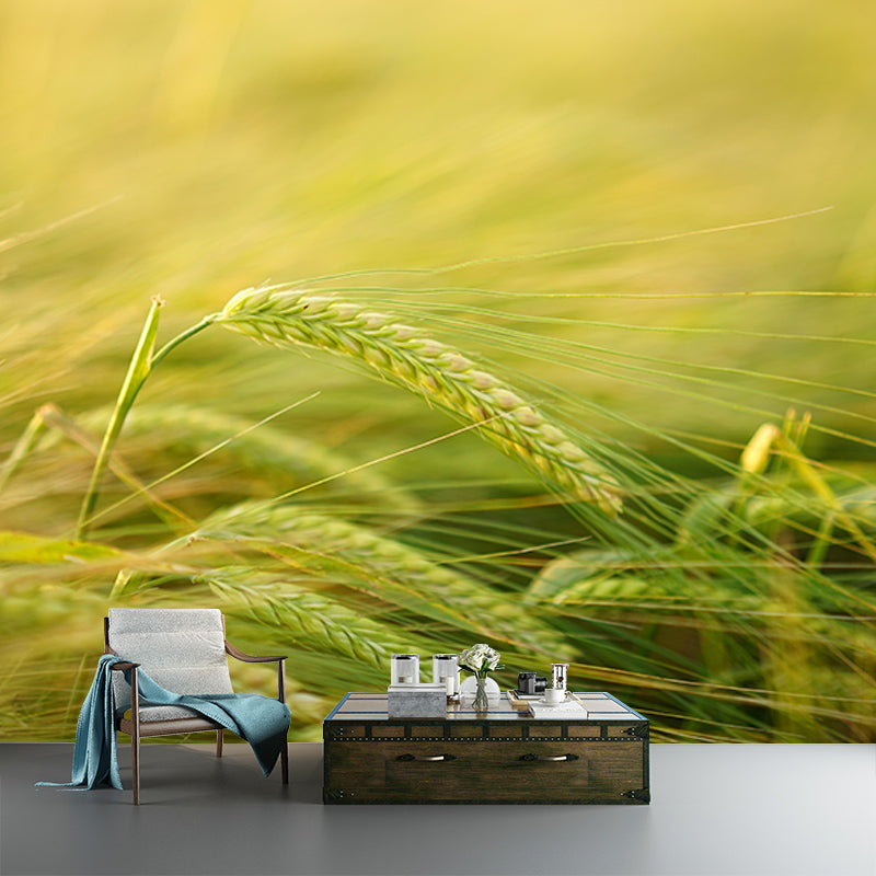 Wheat Field Modern Photography Mural Wallpaper Indoor Wall Mural