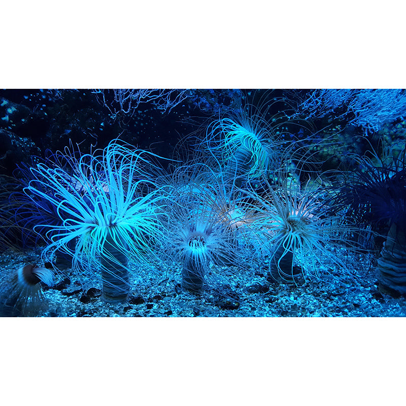 Photography Wall Mural Wallpaper Seabed Sitting Room Wall Mural