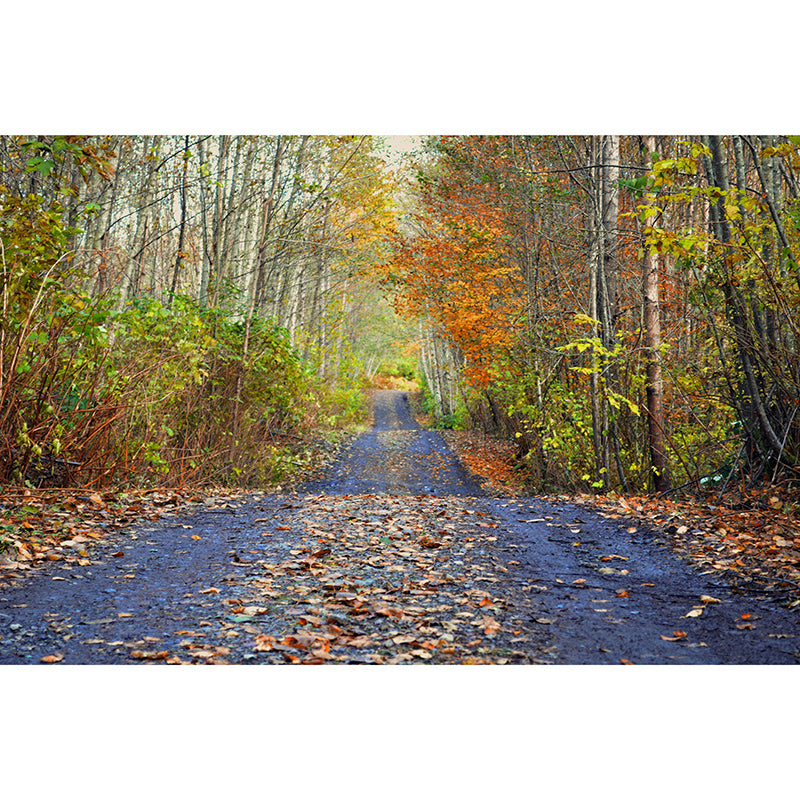 Forest Path Mildew Resistant Mural Wallpaper Sleeping Room Wall Mural