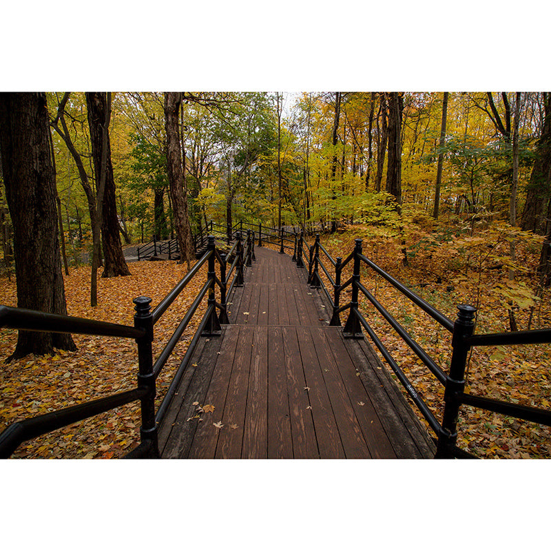 Photography Stain Resistant Mural Wallpaper Forest Path Living Room Wall Mural