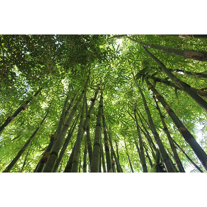 Forest Photography Mildew Resistant Wallpaper Environmental Sleeping Room Wall Mural