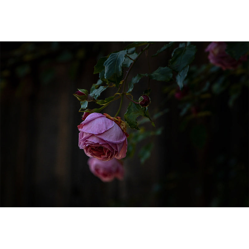 Environment Friendly Resistant Mural Wallpaper Roses Living Room Wall Mural