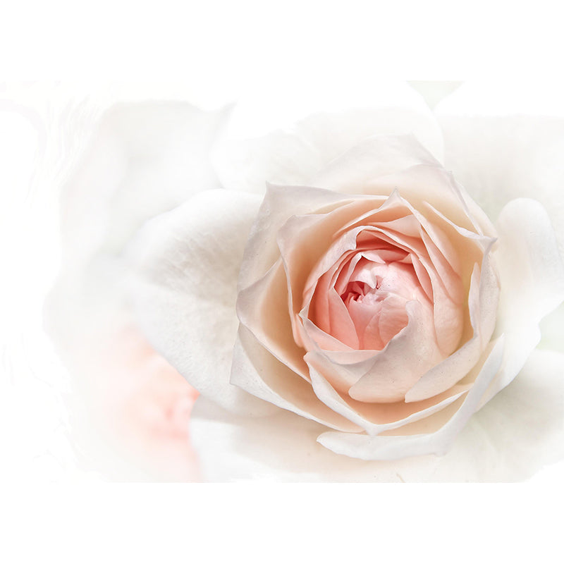 Mural Wallpaper Modern Photography Roses Living Room Wall Mural