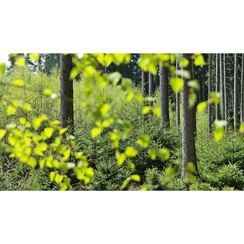 Decorative Wall Mural Wallpaper Forest Photography Sitting Room Wall Mural