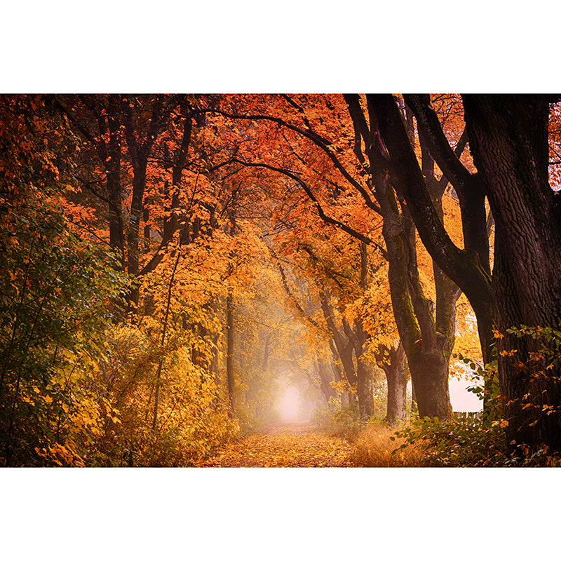 Photography Wall Mural Wallpaper Forest Scenery Sitting Room Wall Mural