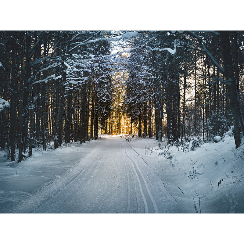 Photography Environment Friendly Mural Wallpaper Forest Bedroom Wall Mural