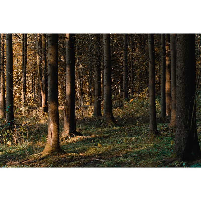 Forest Environmental Wall Mural Wallpaper Sitting Room Wall Mural