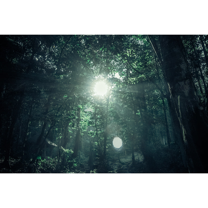 Environment Friendly Mural Wallpaper Forest Photography Bedroom Wall Mural