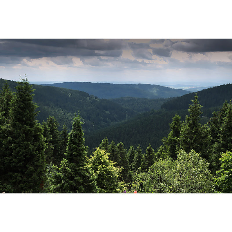 Photography Forest Stain Resistant Mural Wallpaper Sitting Room Wall Mural