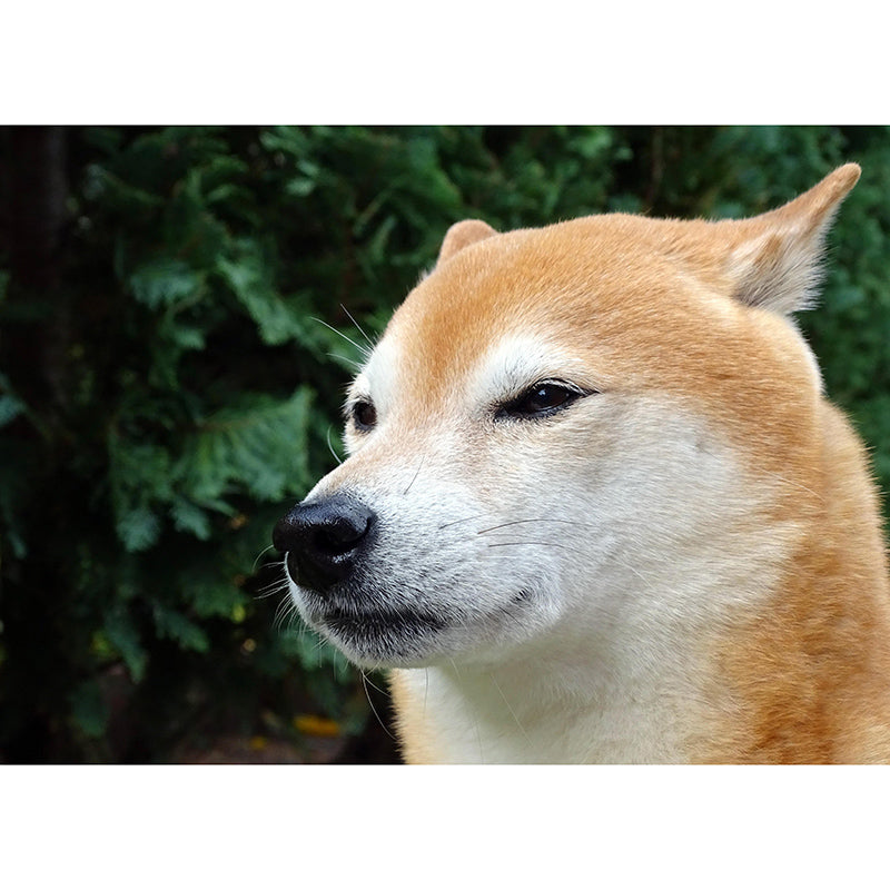 Decorative Photography Mural Wallpaper Cute Dogs Indoor Wall Mural